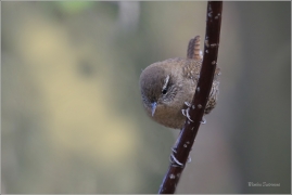 <p>STŘÍZLÍK OBECNÝ (Troglodytes troglodytes) Šluknovsko ---- /Eurasian wren - Zankönig/</p>